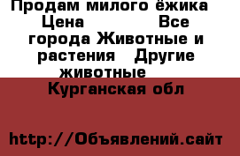 Продам милого ёжика › Цена ­ 10 000 - Все города Животные и растения » Другие животные   . Курганская обл.